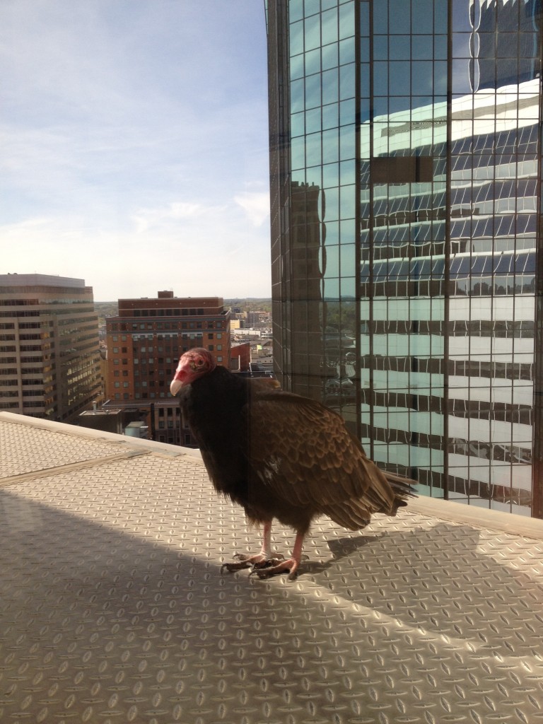 Turkey Vulture in Downtown Minneapolis, MN